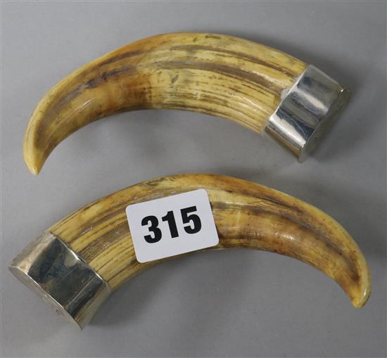 A pair of mounted hippo tusks